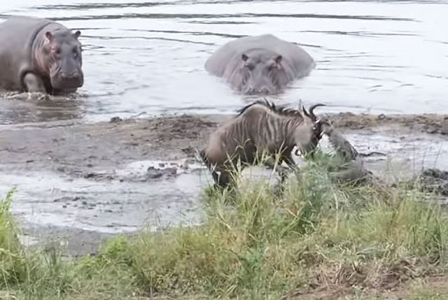 Sốc nặng trước cảnh hà mã tấn công cá sấu cứu sống linh dương đầu bò