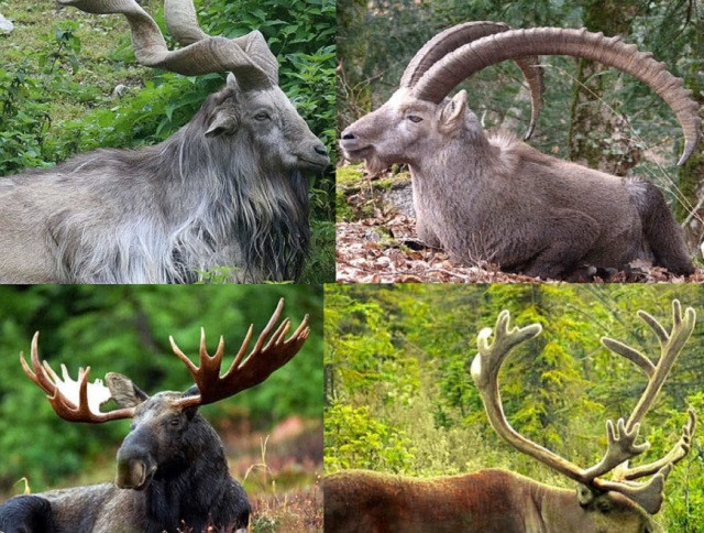 Top 10 bộ sừng và gạc đẹp nhất thế giới động vật 