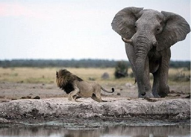 Voi con lạc đàn thành bữa tiệc cho bầy sư tử háu đói