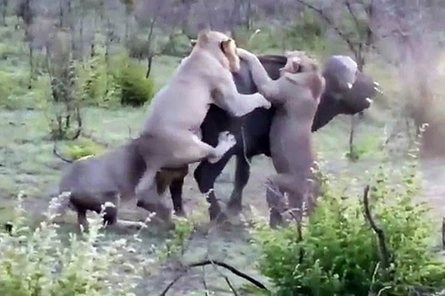 Cuộc chiến sống còn giữa trâu rừng với 4 con sử tử