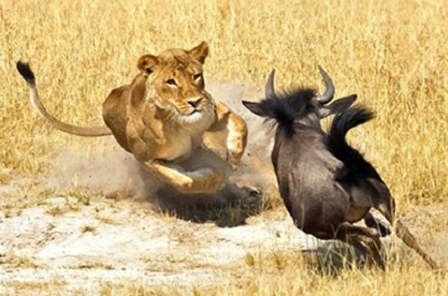 Bị sư tử kẹp cổ, linh dương vẫn thoát chết thần kỳ