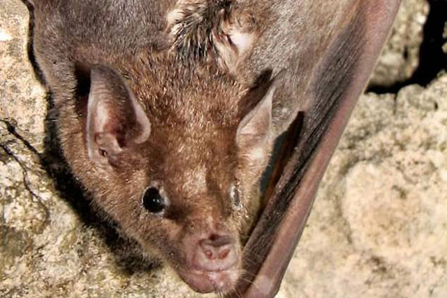 Dơi đực tiết ra hỗn hợp mùi để thu hút con cái.