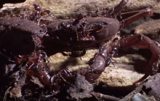 Cua bất lực để đàn kiến xâu xé cơ thể