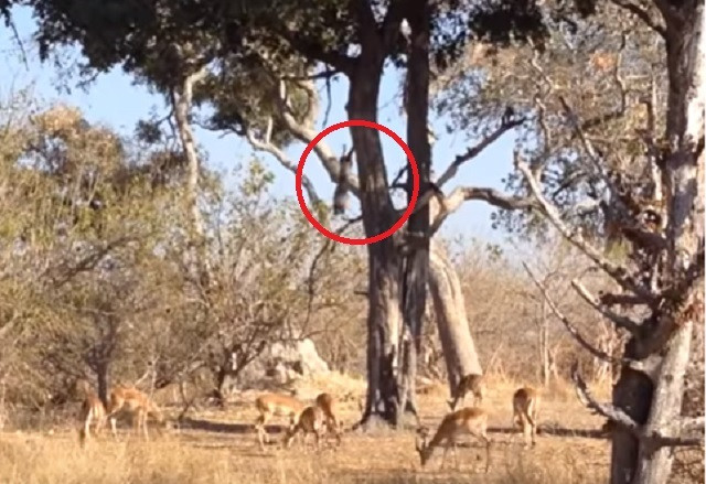 Báo đốm lao từ trên cây để bắt mồi