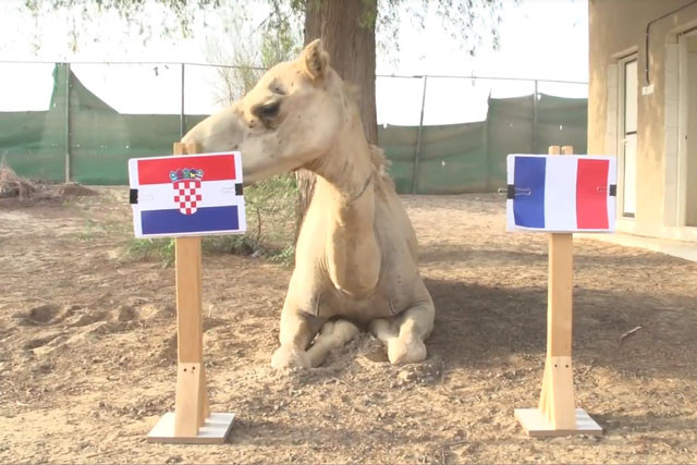 Lạc đà Shaheen dự đoán Croatia sẽ đánh bại Pháp để lên ngôi vô địch World Cup 2018.
