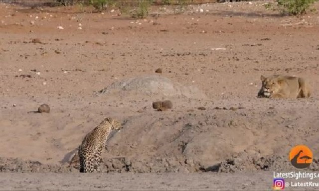 Bắt gặp sư tử, báo hoa mai bỏ chạy 'thục mạng'