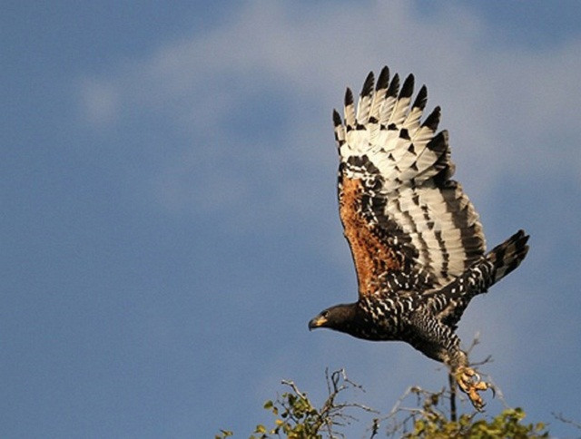Clip: Chiến thuật săn mồi khôn ngoan của đại bàng 