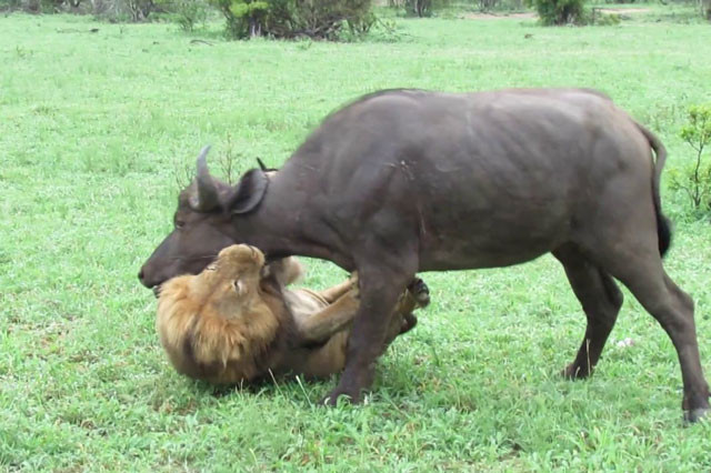 5 pha săn mồi chớp nhoáng của sư tử