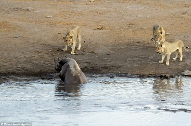 Cả gan chọc tức tê giác, sư tử nhận cái kết đắng