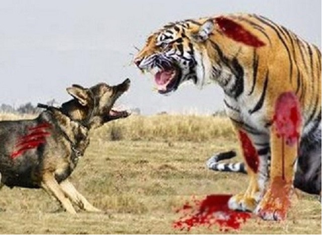 Cái kết thê thảm của chú chó dám chọc tức chúa sơn lâm