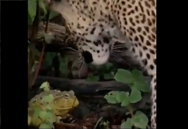 Chú ếch khiến báo gấm bỏ cuộc