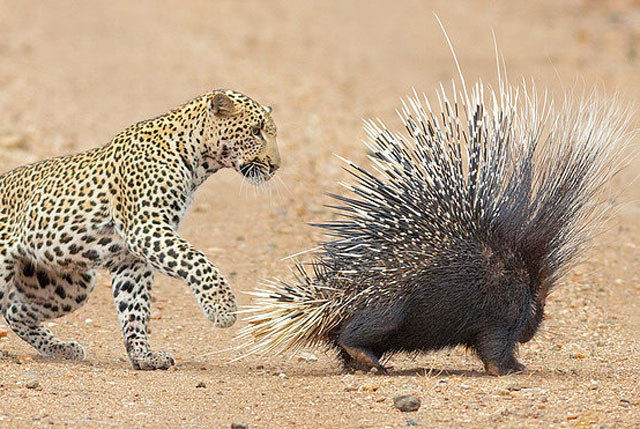 Báo hoa mai cố gắng săn nhím.