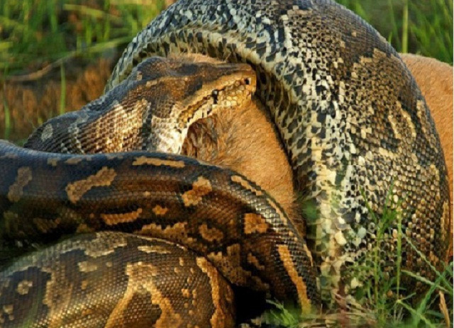 Nghẹt thở màn săn mồi và ăn thịt linh dương của trăn đá