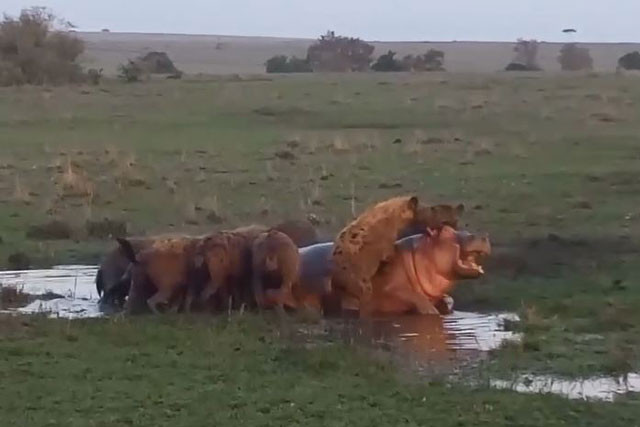 Bầy linh cẩu giết hà mã.