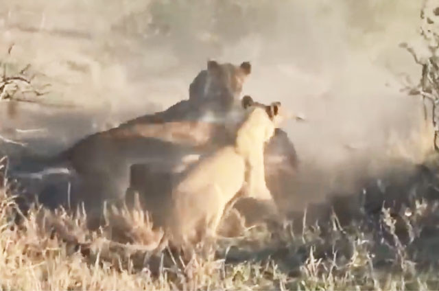 Ghê rợn cảnh đàn sư tử xé xác lợn rừng