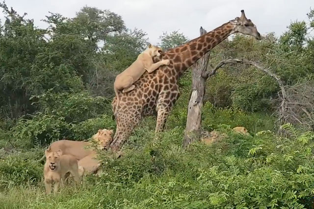 VIDEO: Đàn sư tử ‘chào thua’ hươu cao cổ