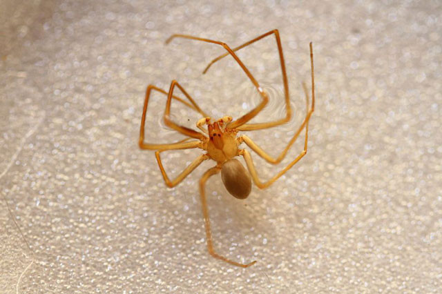 Nhện ẩn dật.