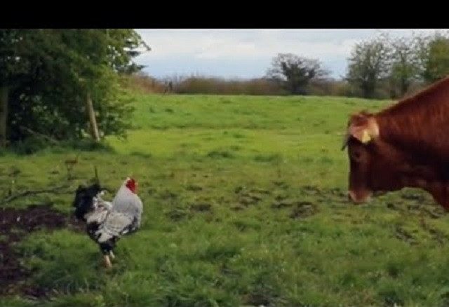 Gà trống cả gan trêu chọc bò