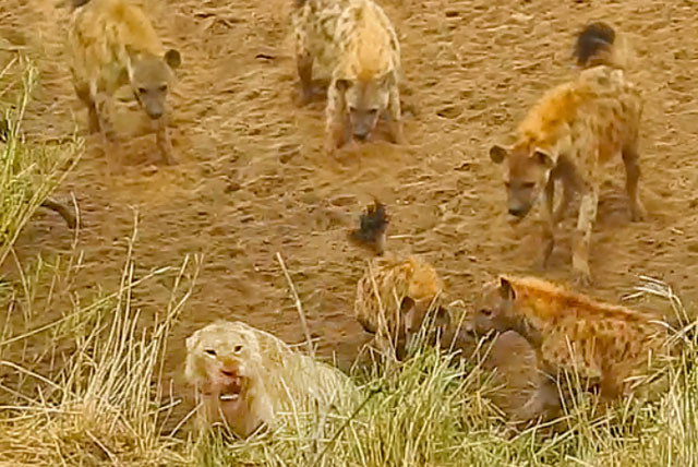 Clip: Sư tử tấn công đàn linh cẩu, giải cứu đồng loại