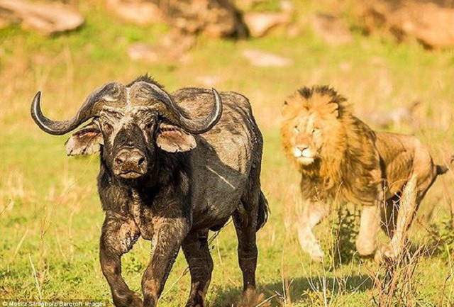 Trâu rừng vừa thoát khỏi sư tử đã bị cá sấu tấn công