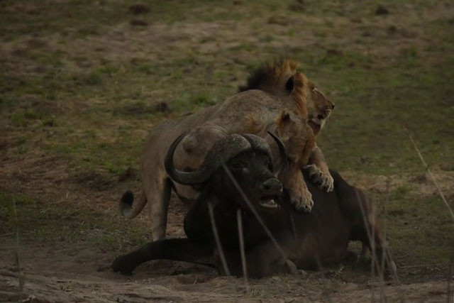 Sư tử giết chết trâu rừng.