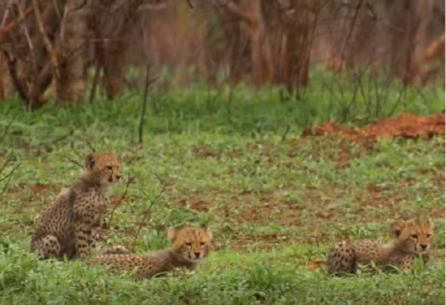 Bài học săn mồi đầu đời của báo non