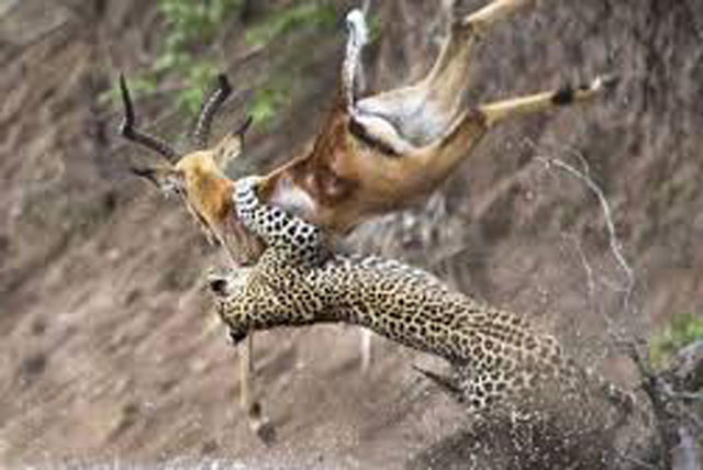 Báo hoa mai săn linh dương.