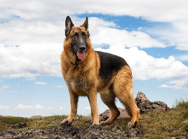 Những giống chó ngoại thích nghi tốt với khí hậu Việt Nam