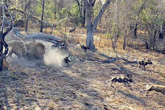 Sư tử bắt chó hoang con.