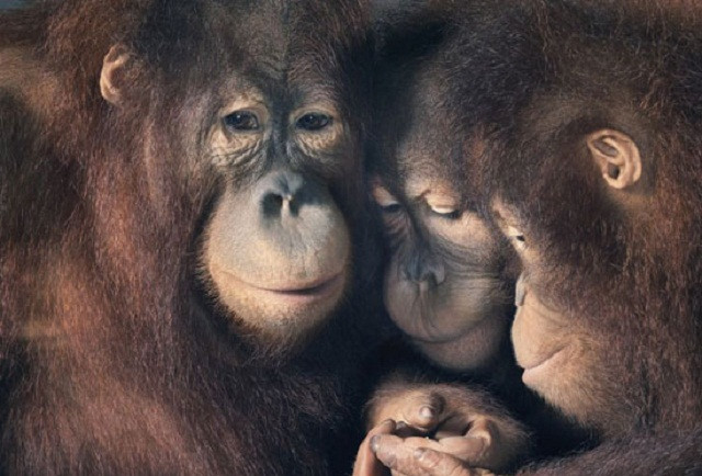 Liệu động vật có cảm xúc giống như con người?