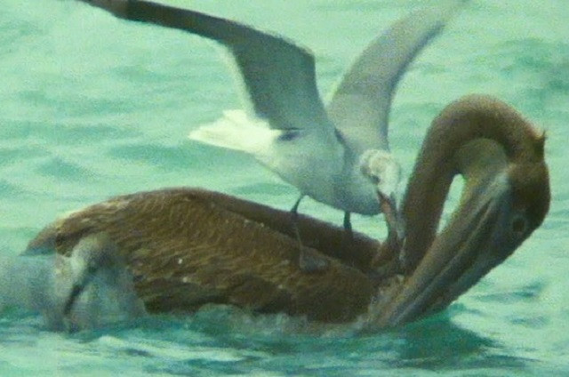 Miếng ăn trong miệng, bồ nông vẫn bị mòng biển cướp mất 