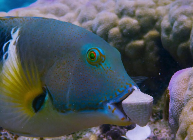 Cá thông minh, lợi dụng san hô để đập vỏ sò