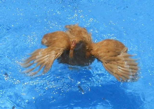 Chuyện gì sẽ xảy ra nếu thả một chú gà xuống nước?