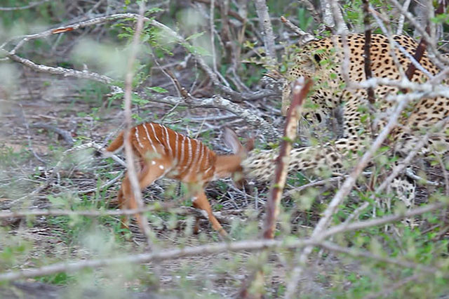Báo hoa mai ‘giả nai dụ dỗ linh dương’, đến khi thành công lại giết ngay lập tức