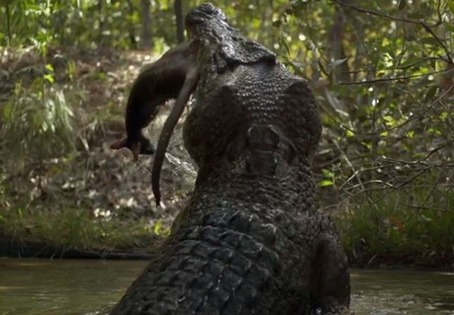 Cái kết cho những kẻ giám đến gần hàm cá sấu 