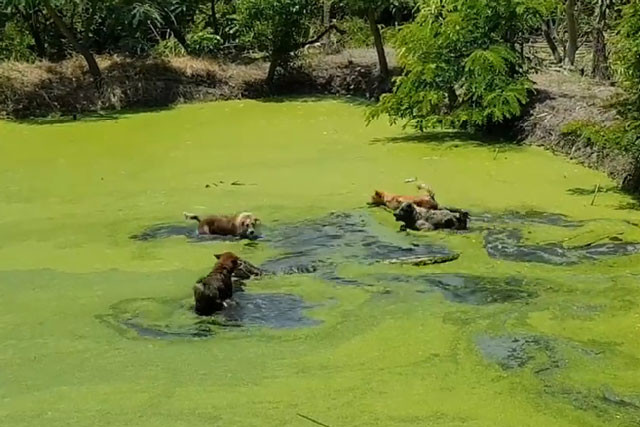 Màn thủy chiến ác liệt giữa kỳ đà với 4 chú chó