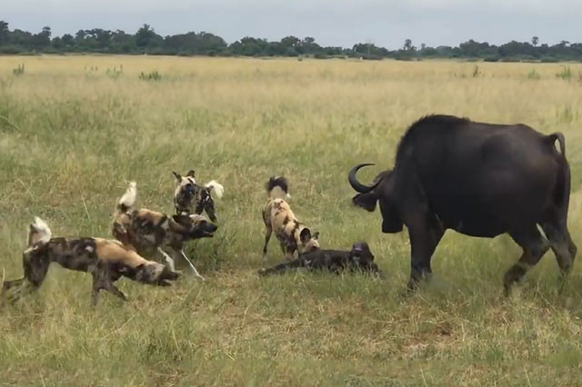 Tấn công dũng mãnh, đàn chó hoang sát hại 5 trâu rừng con