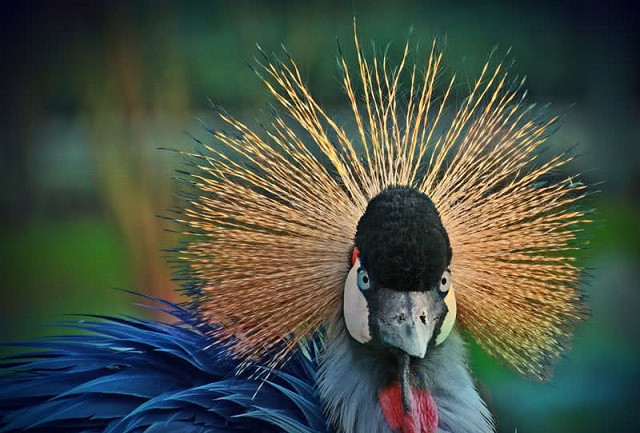 Top 10 loài động vật chỉ có thể tìm thấy ở Châu Phi 