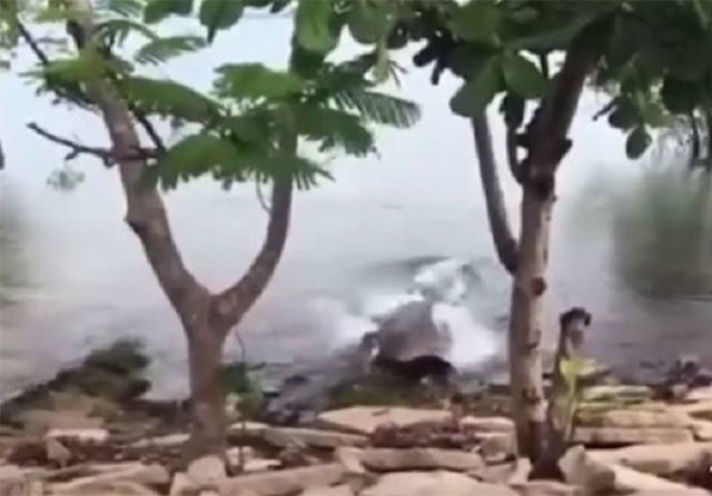 Chơi đùa bên bờ sông, chú chó nhận cái kết đắng