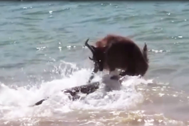 Liều lĩnh chống trả rồng Komodo, hươu bị xơi tái