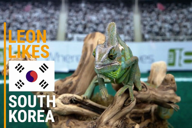 "Nhà tiên tri" tắc kè hoa Leon tin Hàn Quốc sẽ đánh bại Mexico.