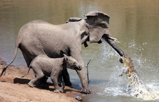 Những lần cá sấu 'mai phục' và tóm gọn voi