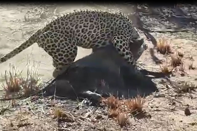 VIDEO: Báo hoa mai đào hang tóm gọn lợn rừng