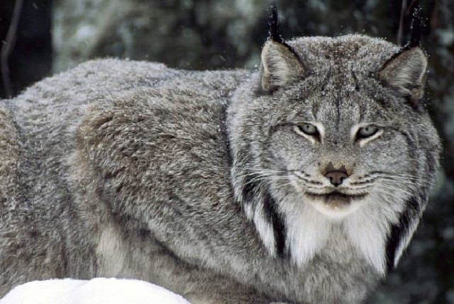 Màn cận chiến quyết liệt trên tuyết giữa linh miêu và chồn