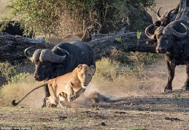 Trâu rừng bao vây sư tử, giải cứu đồng loại