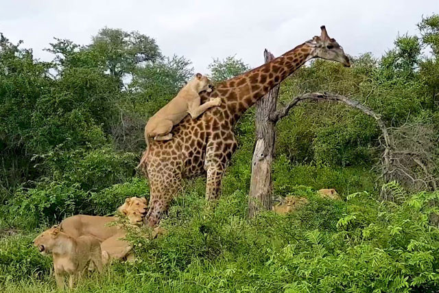 Bầy sư tử cố gắng hạ gục hươu cao cổ.
