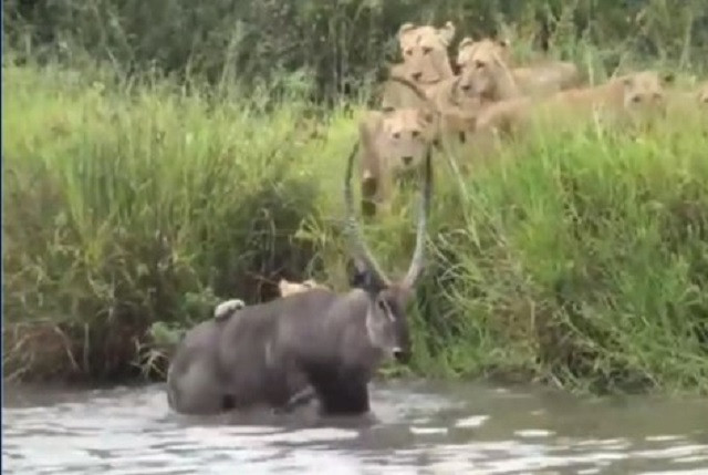 Sư tử 'thủy chiến' với linh dương
