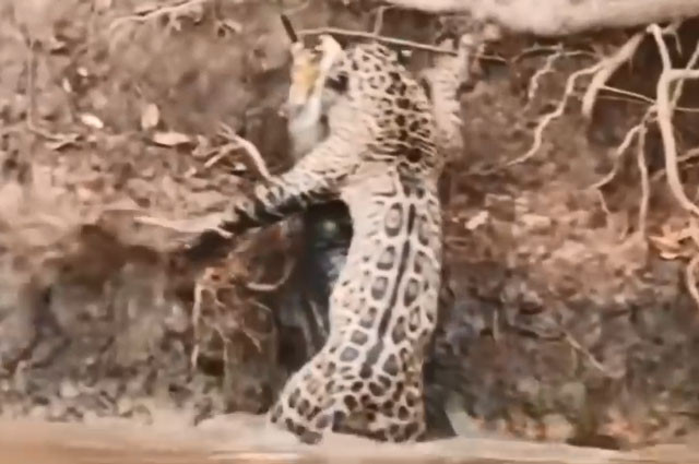 Báo phi thân xuống nước, tóm gọn cá sấu