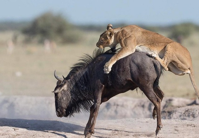 Sai lầm chết người khiến linh dương đầu bò bị tóm gọn