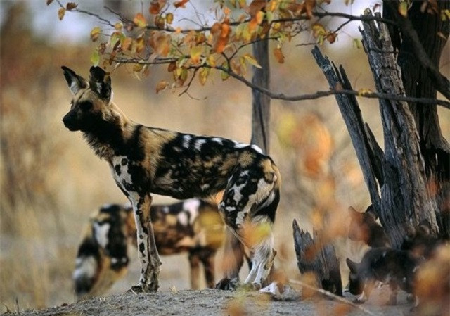 Nhờ sức mạnh tập thể, đàn chó hoang hạ gục linh dương đầu bò